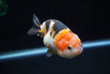 Milk Cow Ranchu  Calico 3.5 Inch (ID#1025R9a-55) Free2Day SHIPPING