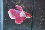 Dumbo   Multicolor Halfmoon Male Betta (ID#801-M216) Free2Day SHIPPING