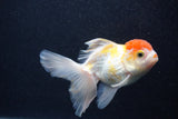 Thai Oranda  Red White 3.5 Inch (ID#0103T2c-59) Free2Day SHIPPING