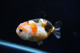 Milk Cow Ranchu  Calico 3.5 Inch (ID#1025R9a-55) Free2Day SHIPPING