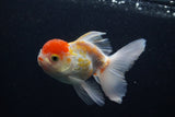 Thai Oranda  Red White 3.5 Inch (ID#0103T2c-59) Free2Day SHIPPING