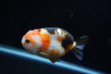 Milk Cow Ranchu  Calico 3.5 Inch (ID#1025R9a-55) Free2Day SHIPPING