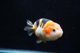 Milk Cow Ranchu  Calico 3.5 Inch (ID#1025R9a-55) Free2Day SHIPPING