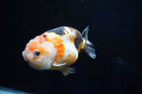 Milk Cow Ranchu  Calico 3.5 Inch (ID#1025R9a-55) Free2Day SHIPPING