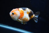 Milk Cow Ranchu  Calico 3.5 Inch (ID#1025R9a-55) Free2Day SHIPPING