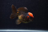 Thai Oranda  Red Black 3 Inch (ID#0103T2a-60) Free2Day SHIPPING