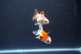 2Pack Thai Oranda   2 Inch (ID#1115ToPTD-10) Free2Day SHIPPING