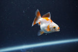 2Pack Thai Oranda   2 Inch (ID#1115ToPTD-10) Free2Day SHIPPING