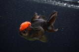 Thai Oranda  Red Black 3 Inch (ID#0103T2a-60) Free2Day SHIPPING