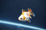 2Pack Thai Oranda   2 Inch (ID#1115ToPTD-10) Free2Day SHIPPING