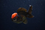 Thai Oranda  Red Black 3 Inch (ID#0103T2a-60) Free2Day SHIPPING