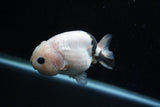 Milk Cow Ranchu  Calico 3.5 Inch (ID#1025R9a-56) Free2Day SHIPPING