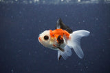 2Pack Thai Oranda   2 Inch (ID#1115ToPTD-10) Free2Day SHIPPING