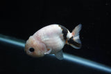 Milk Cow Ranchu  Calico 3.5 Inch (ID#1025R9a-56) Free2Day SHIPPING