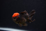 Thai Oranda  Red Black 3 Inch (ID#0103T2a-60) Free2Day SHIPPING