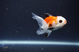 2Pack Thai Oranda   2 Inch (ID#1115ToPTD-10) Free2Day SHIPPING