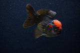 Thai Oranda  Red Black 3 Inch (ID#0103T2a-60) Free2Day SHIPPING