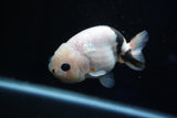 Milk Cow Ranchu  Calico 3.5 Inch (ID#1025R9a-56) Free2Day SHIPPING