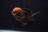 Thai Oranda  Red Black 3 Inch (ID#0103T2a-60) Free2Day SHIPPING