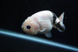 Milk Cow Ranchu  Calico 3.5 Inch (ID#1025R9a-56) Free2Day SHIPPING