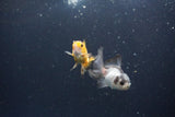 2Pack Thai Oranda   2 Inch (ID#1115ToPTD-11) Free2Day SHIPPING