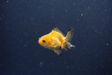 2Pack Thai Oranda   2 Inch (ID#1115ToPTD-11) Free2Day SHIPPING