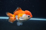 Thai Oranda  Red White 4 Inch (ID#0103T2c-61) Free2Day SHIPPING