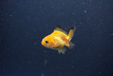 2Pack Thai Oranda   2 Inch (ID#1115ToPTD-11) Free2Day SHIPPING