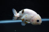 Milk Cow Ranchu  Calico 3.5 Inch (ID#1025R9a-56) Free2Day SHIPPING