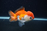 Thai Oranda  Red White 4 Inch (ID#0103T2c-61) Free2Day SHIPPING