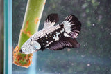 Black   Samurai Plakat Male Betta (ID#801-M218) Free2Day SHIPPING