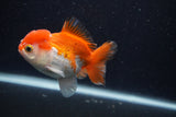 Thai Oranda  Red White 4 Inch (ID#0103T2c-61) Free2Day SHIPPING