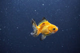 2Pack Thai Oranda   2 Inch (ID#1115ToPTD-11) Free2Day SHIPPING