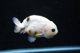 Milk Cow Ranchu  Calico 3.5 Inch (ID#1025R9a-56) Free2Day SHIPPING