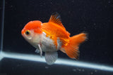 Thai Oranda  Red White 4 Inch (ID#0103T2c-61) Free2Day SHIPPING