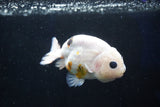 Milk Cow Ranchu  Calico 3.5 Inch (ID#1025R9a-56) Free2Day SHIPPING