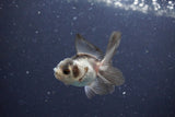 2Pack Thai Oranda   2 Inch (ID#1115ToPTD-11) Free2Day SHIPPING