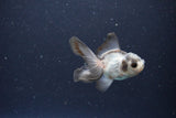 2Pack Thai Oranda   2 Inch (ID#1115ToPTD-11) Free2Day SHIPPING