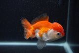 Thai Oranda  Red White 4 Inch (ID#0103T2c-61) Free2Day SHIPPING