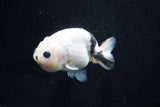 Milk Cow Ranchu  Calico 3.5 Inch (ID#1025R9a-56) Free2Day SHIPPING