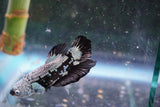 Black   Samurai Plakat Male Betta (ID#801-M218) Free2Day SHIPPING