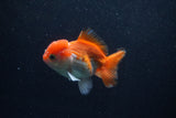 Thai Oranda  Red White 4 Inch (ID#0103T2c-61) Free2Day SHIPPING