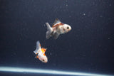 2Pack Thai Oranda   2 Inch (ID#1115ToPTD-12) Free2Day SHIPPING