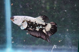 Black   Samurai Plakat Male Betta (ID#801-M218) Free2Day SHIPPING