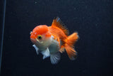 Thai Oranda  Red White 4 Inch (ID#0103T2c-61) Free2Day SHIPPING