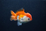 Thai Oranda  Red White 4 Inch (ID#0103T2c-61) Free2Day SHIPPING