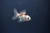 2Pack Thai Oranda   2 Inch (ID#1115ToPTD-12) Free2Day SHIPPING