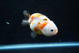 Milk Cow Ranchu  Calico 3.5 Inch (ID#1025R9a-57) Free2Day SHIPPING