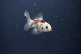 2Pack Thai Oranda   2 Inch (ID#1115ToPTD-12) Free2Day SHIPPING