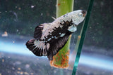 Black   Samurai Plakat Male Betta (ID#801-M218) Free2Day SHIPPING